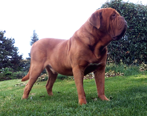 breeder of the Dogue de Bordeaux Mrs Shishkina, Kennel Nostalgie de France